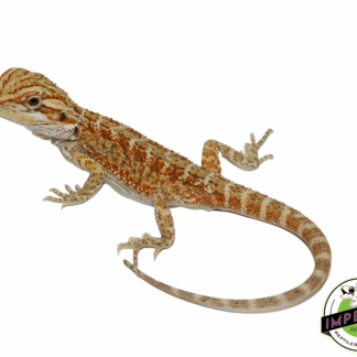 Hypo Citrus Bearded Dragon Baby