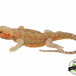 Citrus Translucent Bearded Dragon Sub Adult