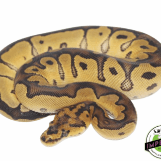 Clown Ball Python