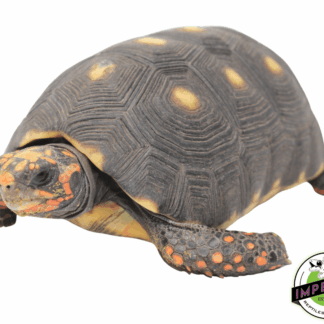 Red Foot Tortoise Sub Adult