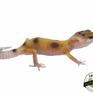 Clown Leopard Gecko Baby