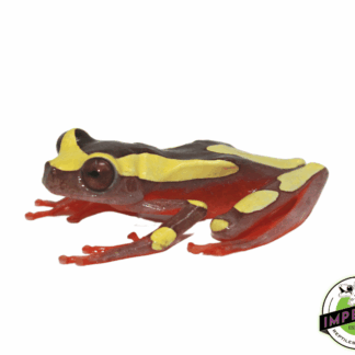 Clown Tree Frog