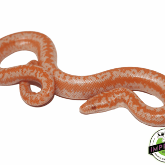 Albino Coastal Rosy Boa Baby