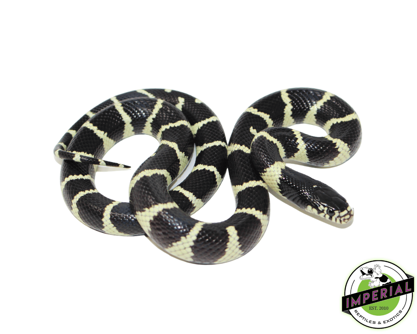 Banded California Kingsnake Baby - Image 2