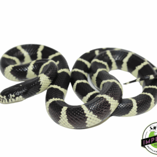 Banded California Kingsnake Baby