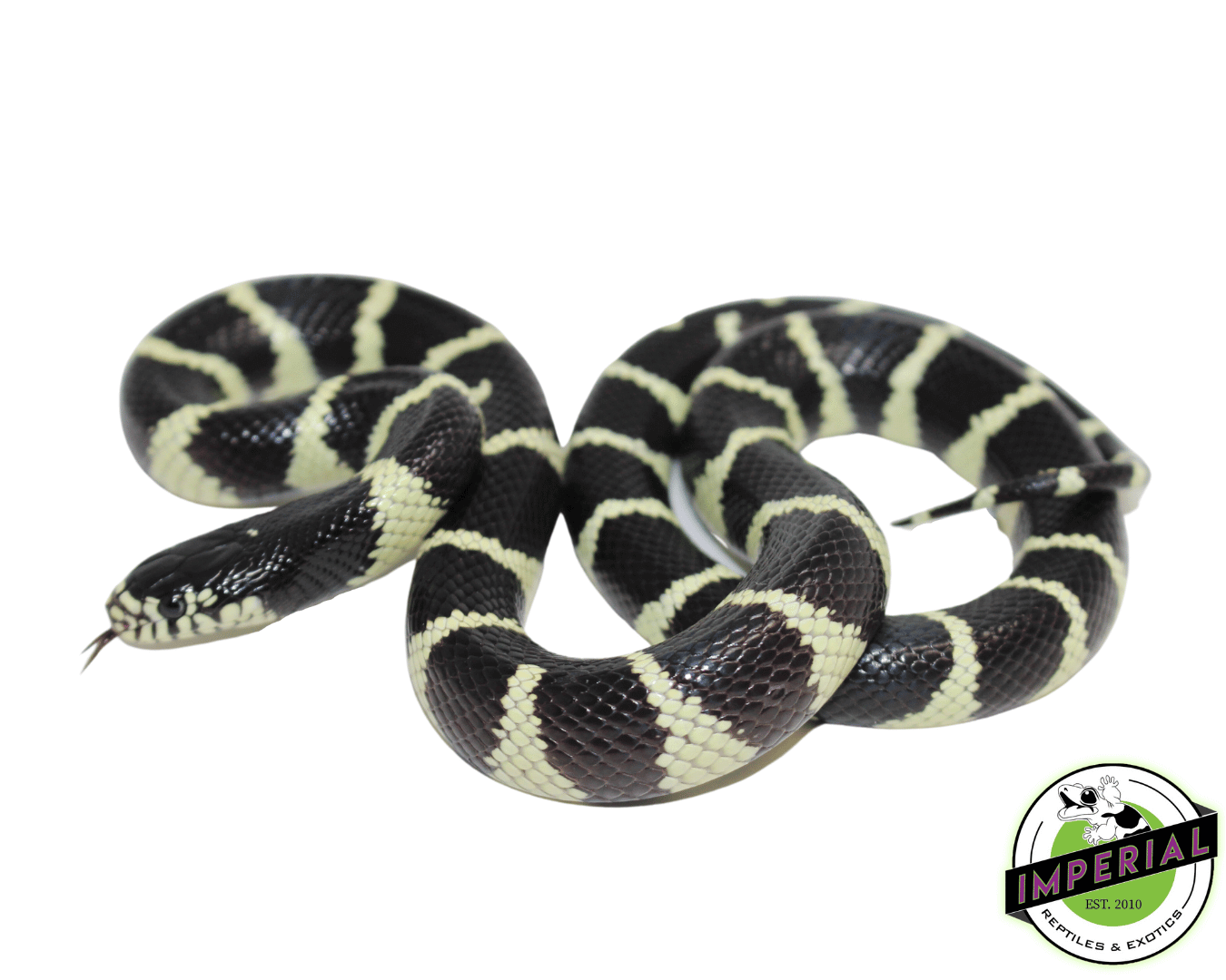 Banded California Kingsnake Baby
