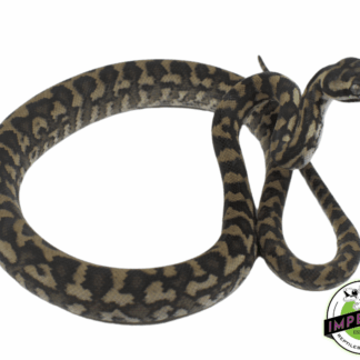 Coastal Carpet Python Baby