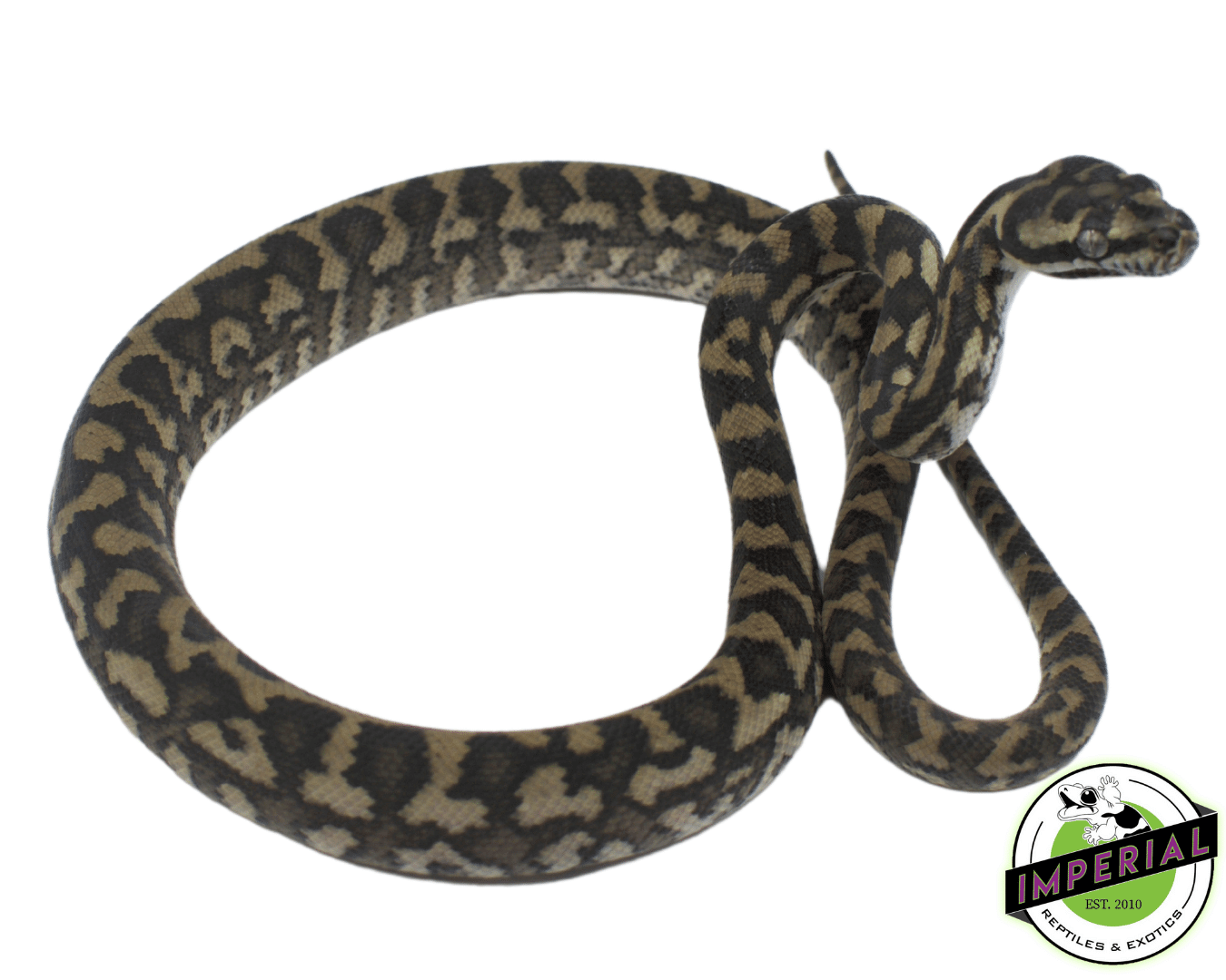 Coastal Carpet Python Baby