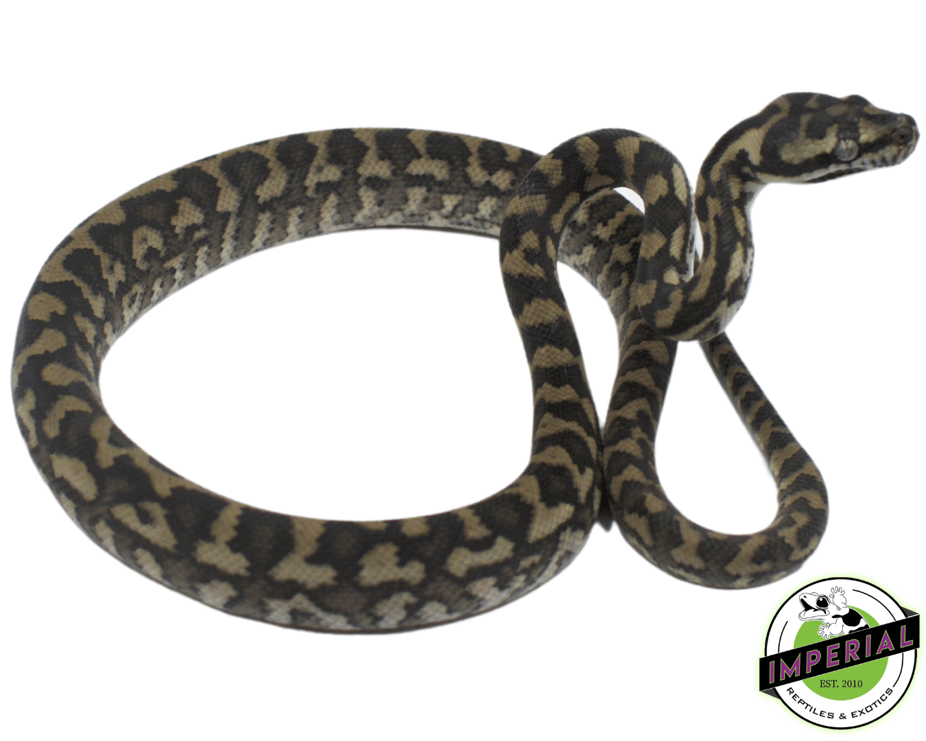Coastal Carpet Python Baby - Image 2
