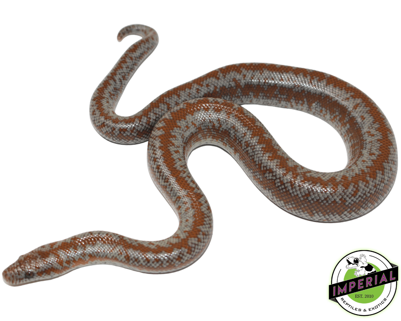 Coastal Rosy Boa Baby - Image 2