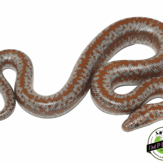 Coastal Rosy Boa Baby
