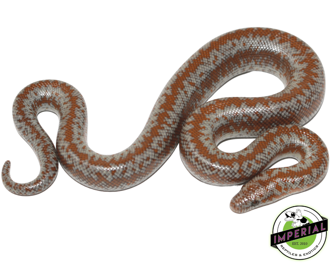 Coastal Rosy Boa Baby