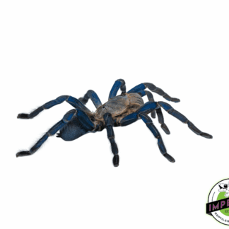 Cobalt Blue "Emerald Green" Tarantula