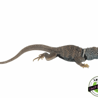 Eastern Collared Lizard