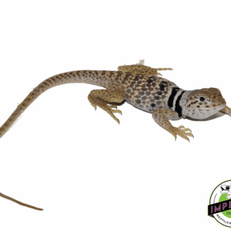 Desert Collard Lizard Juvenile