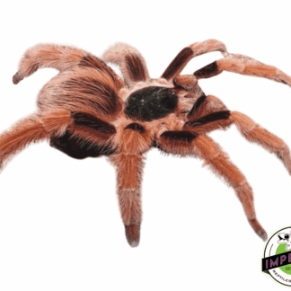 Colombian Giant Redleg Tarantula (Megaphobema robustum)