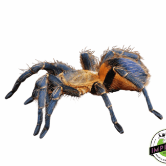 Colombian Purple/Gold Tarantula