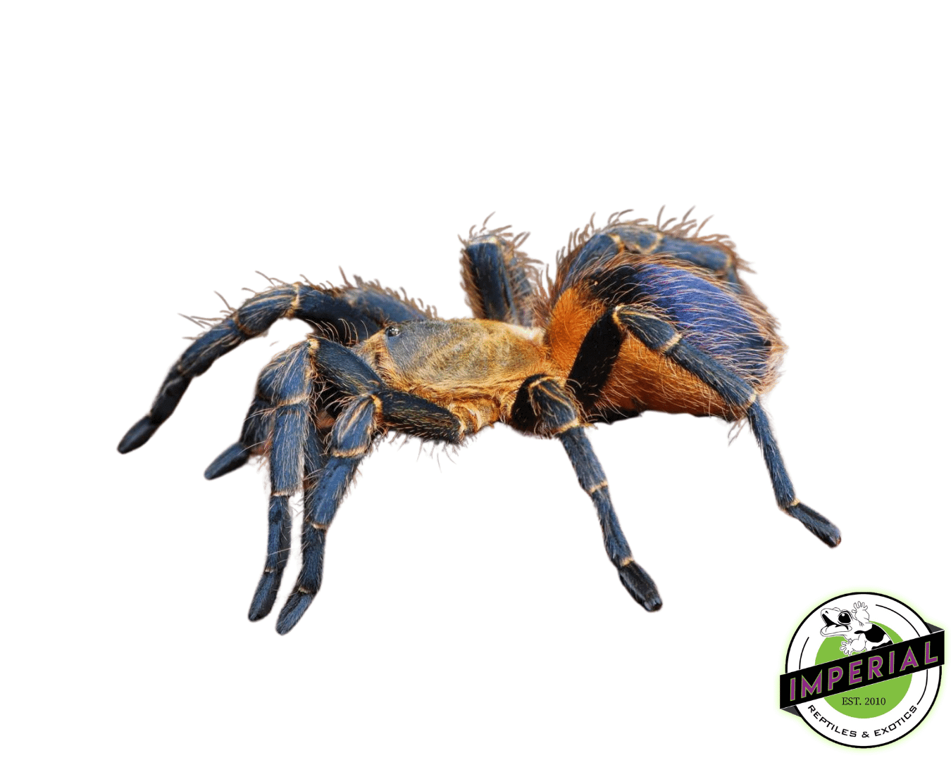 Colombian Purple/Gold Tarantula