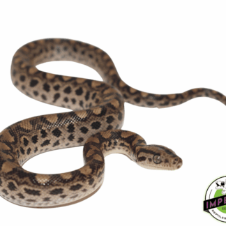 Colombian Rainbow Boa Baby