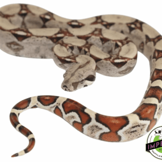 Colombian Red Tail Boa Baby