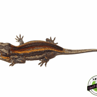 Baby Color Stripe Gargoyle Gecko (#32323-03)