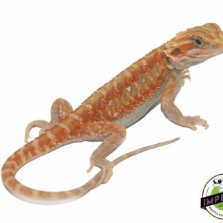 Color Stripe Hypo Translucent Bearded Dragon Baby