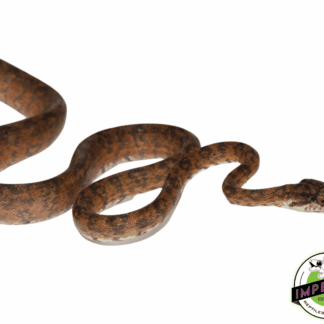 Colored Amazon Tree Boa