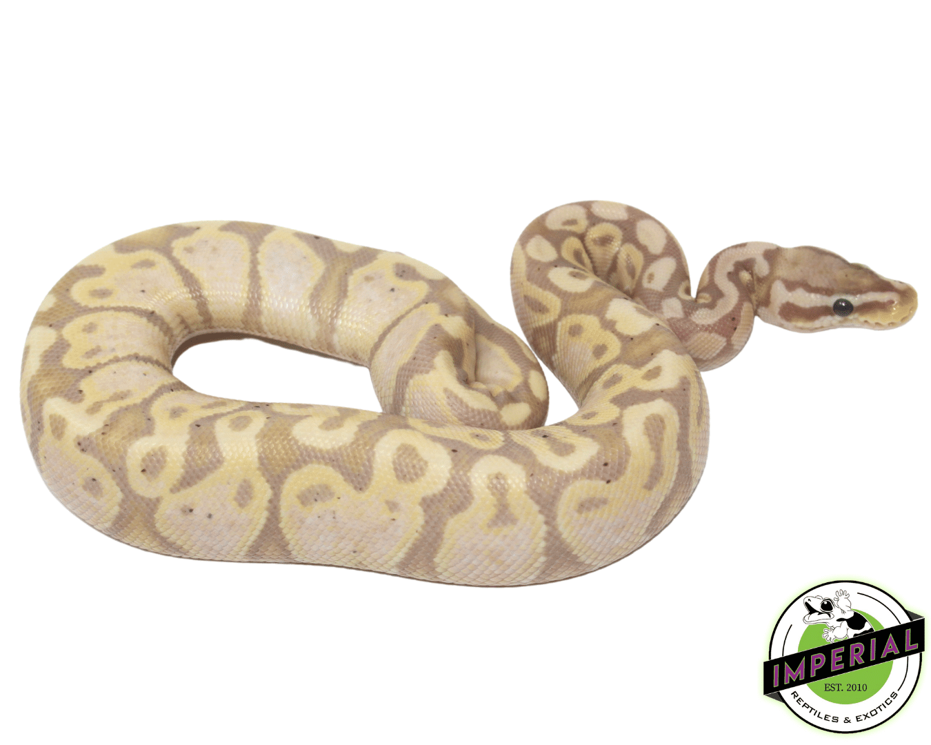 Banana Pastel Ball Python - Image 2