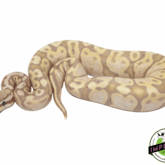 Banana Pastel Ball Python