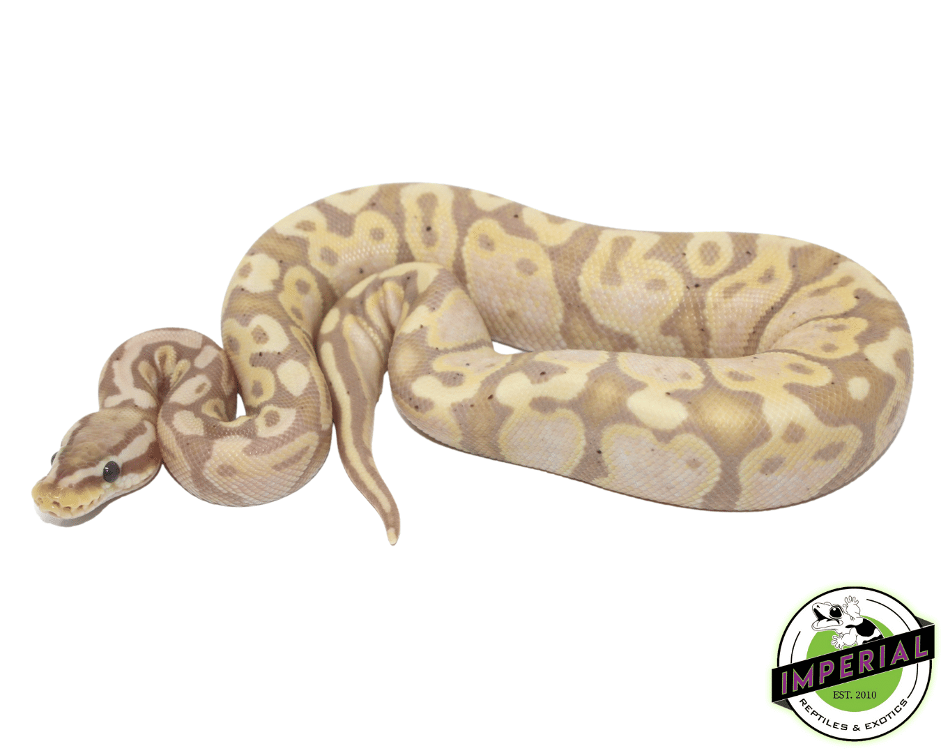 Banana Pastel Ball Python