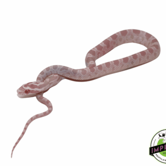 Coral Pink Snow Corn Snake Baby