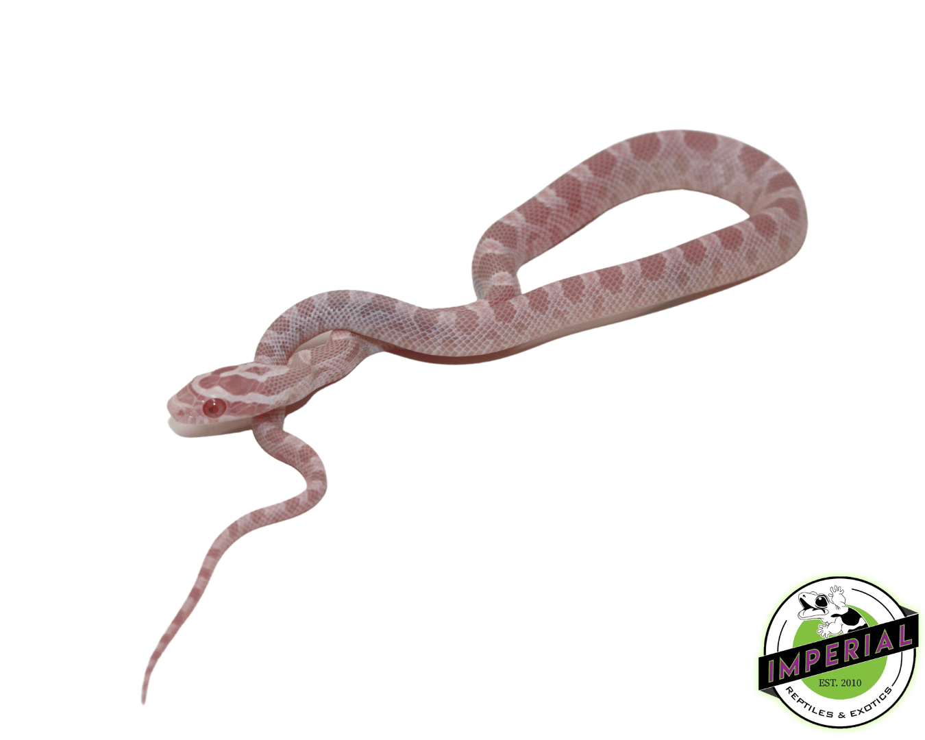 Coral Pink Snow Corn Snake Baby
