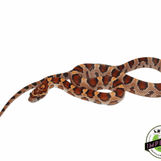 Classic Corn Snake Baby