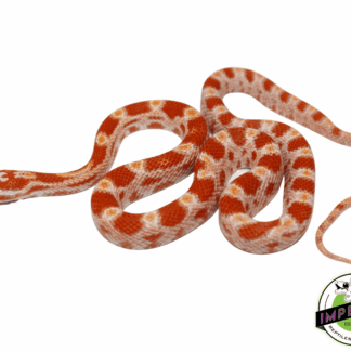 Creamsicle Corn Snake Baby