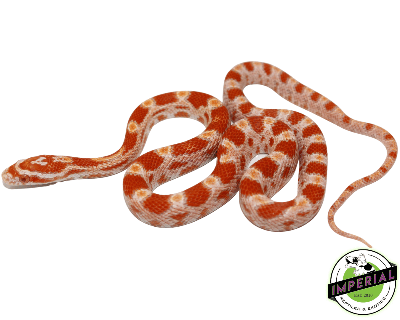 Creamsicle Corn Snake Baby