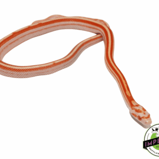 Creamsicle Tessera Corn Snake Baby