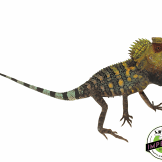 Blue Eye Crested Dragon