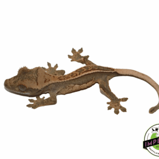 Pinstripe Crested Gecko Baby