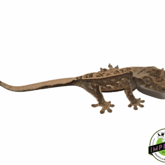 Cream Pinstripe Extreme Harelquin Crested Gecko