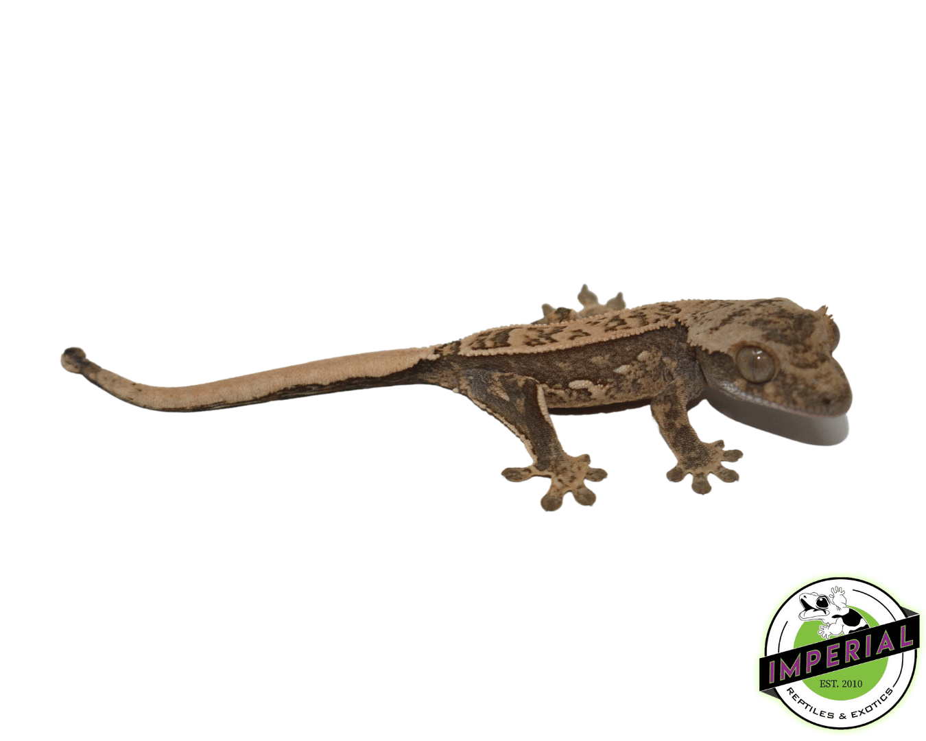 Cream Pinstripe Extreme Harelquin Crested Gecko