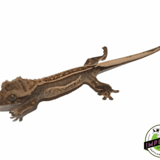 Quadstripe Crested Gecko