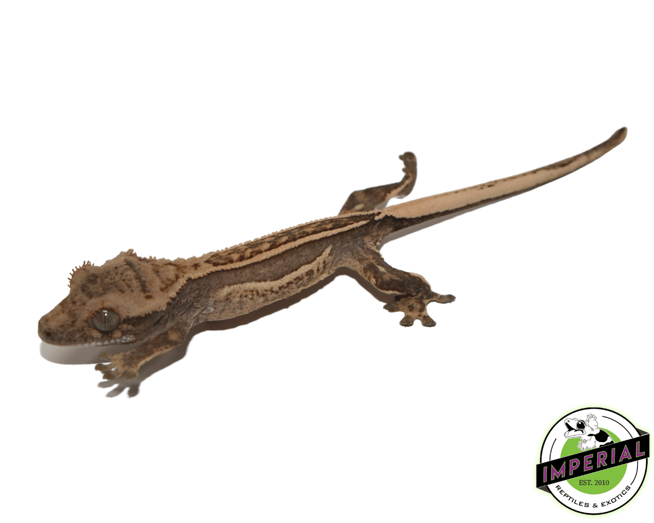 Quadstripe Crested Gecko