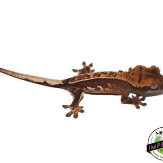 Extreme Harlequin Crested Gecko