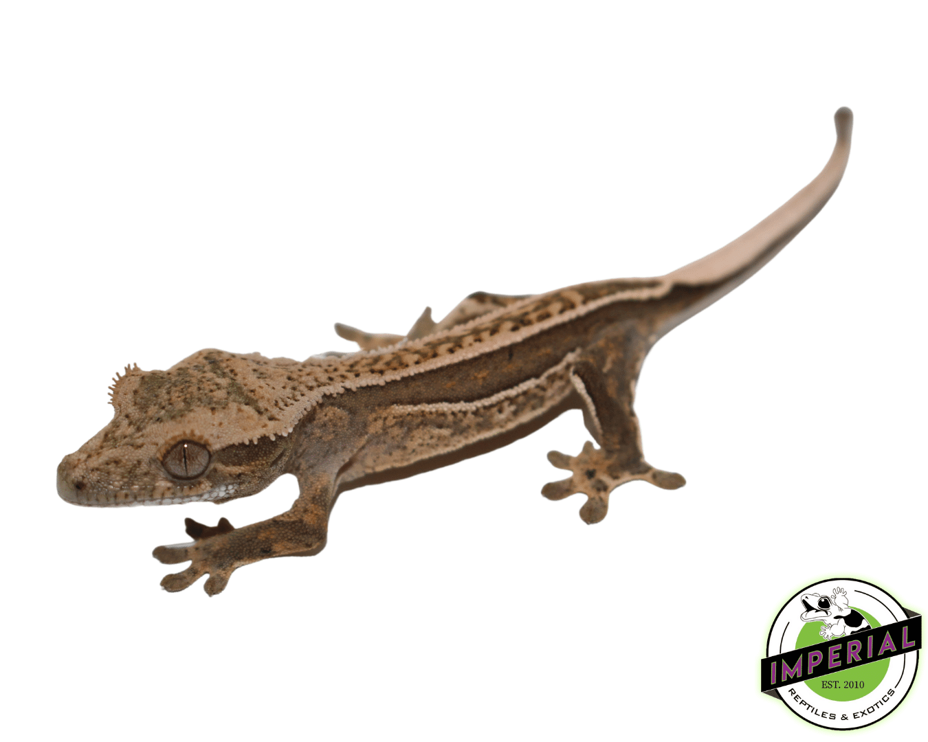Quadstripe Crested Gecko - Image 2
