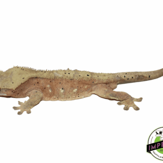 Pink & Yellow Bi-Color Crested Gecko Adult Male (#101223-I21)