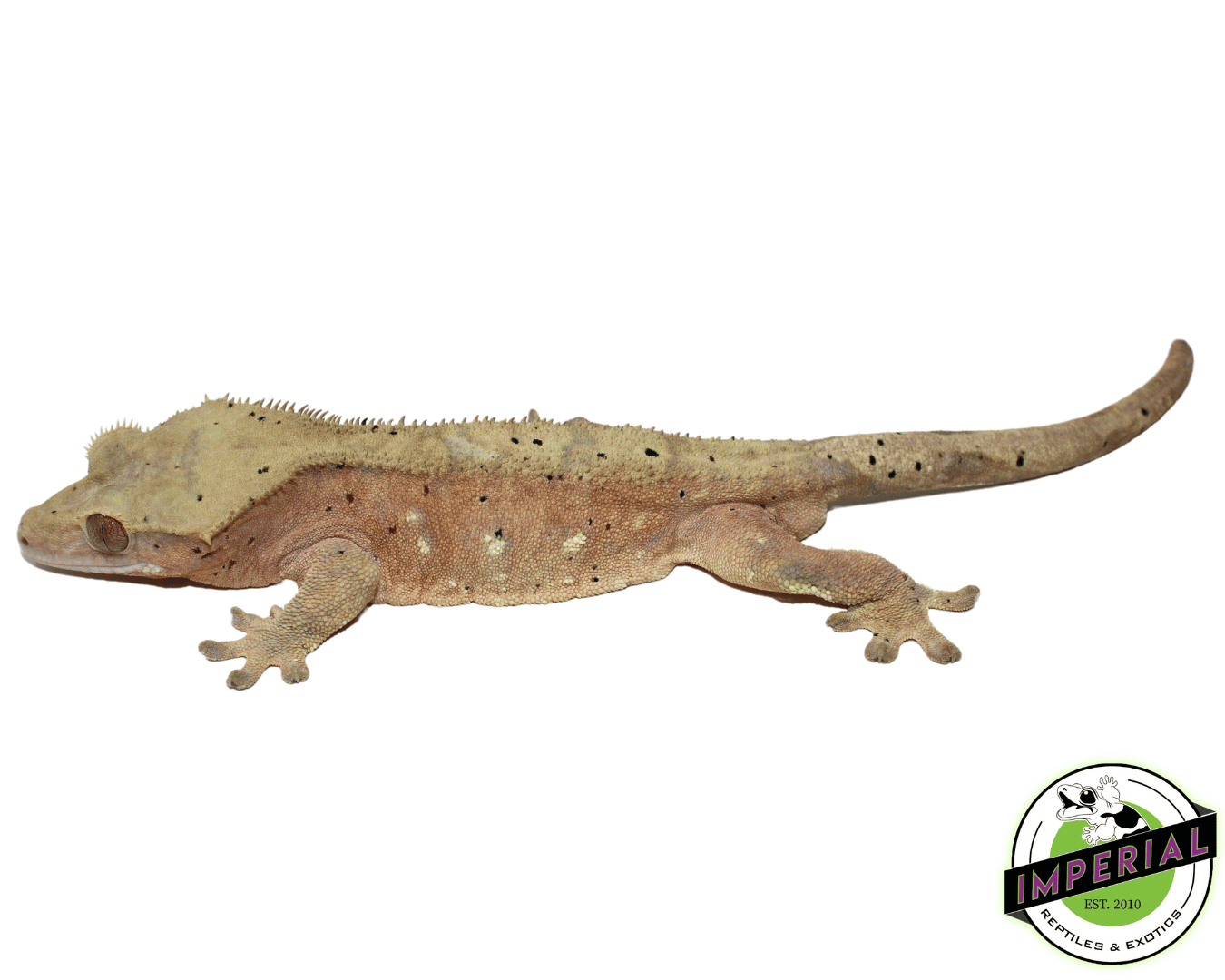 Pink & Yellow Bi-Color Crested Gecko Adult Male (#101223-I21)