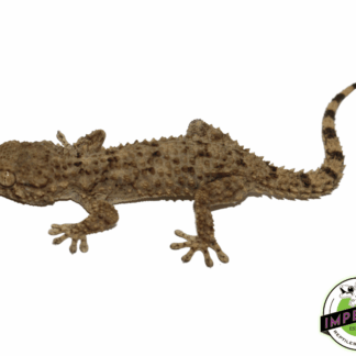 Crocodile Gecko