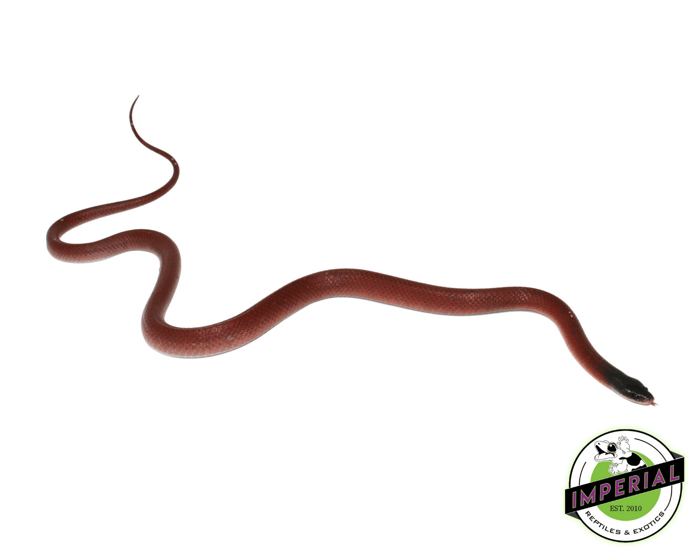 Crowned False Boa (#7523-06) - Image 2