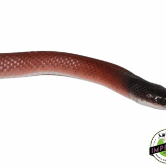 Crowned False Boa (#7523-06)