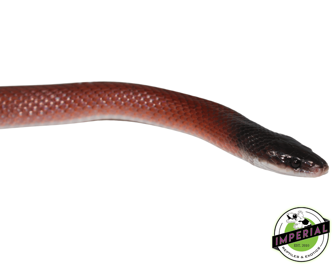 Crowned False Boa (#7523-06)